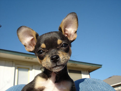 Chihuahua puppy