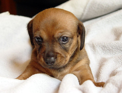 Chihuahua puppy